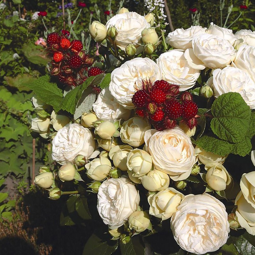 Trandafir Tufa alb-crem Artemis, inflorire repetata