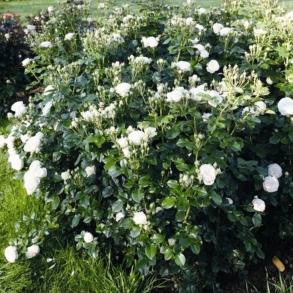 Trandafir Tufa alb-crem Artemis, inflorire repetata