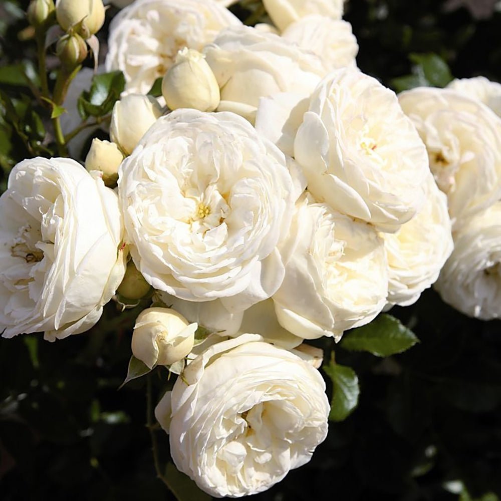 Trandafir Tufa alb-crem Artemis, inflorire repetata