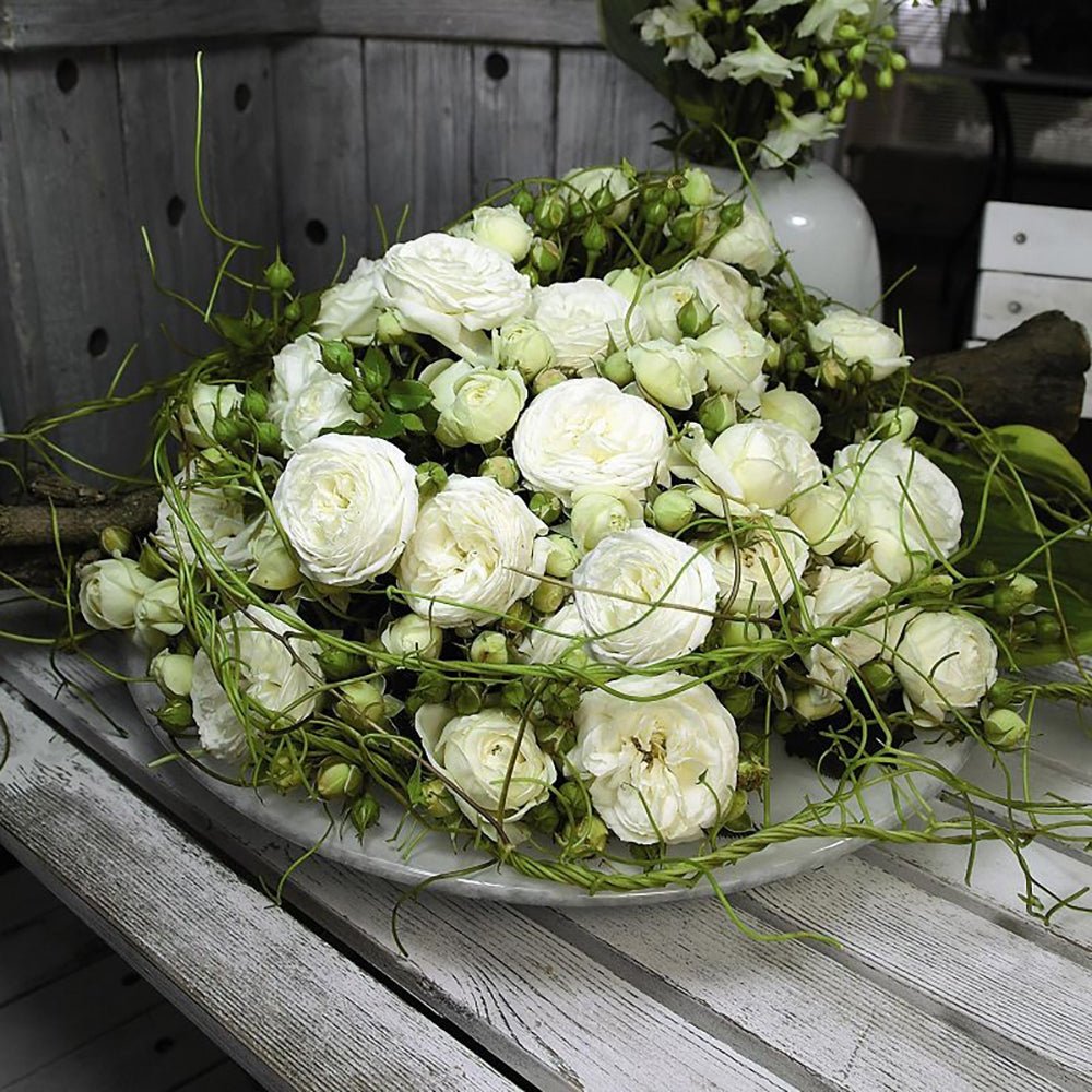 Trandafir Tufa alb-crem Artemis, inflorire repetata