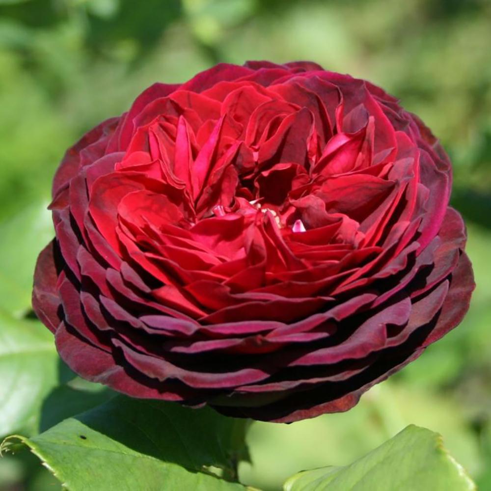 Trandafir Tufa Astrid von Hardenberg - VERDENA-livrat in ghiveci de 2 L