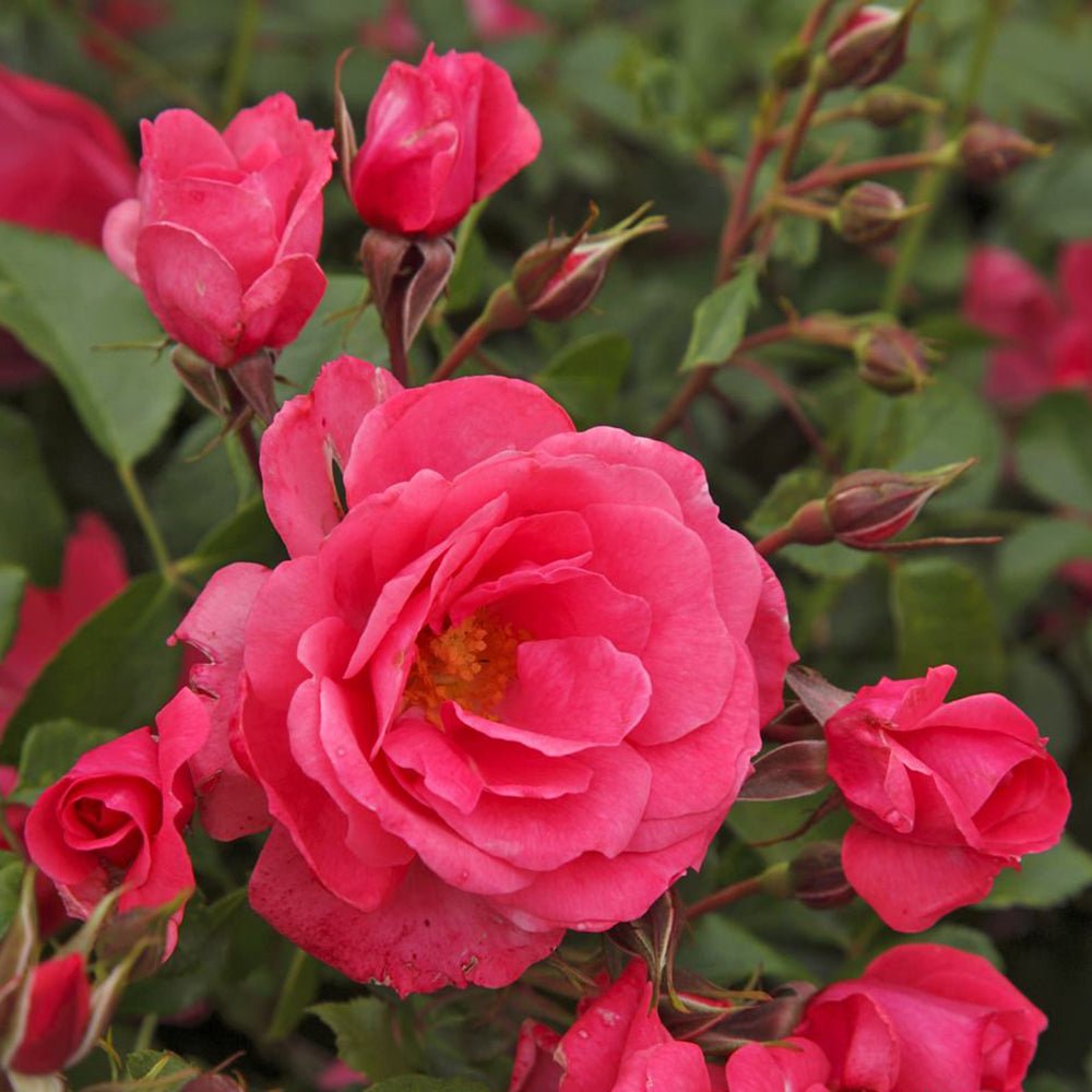 Trandafir Tufa roz-somon Bad Birnbach, inflorire repetata