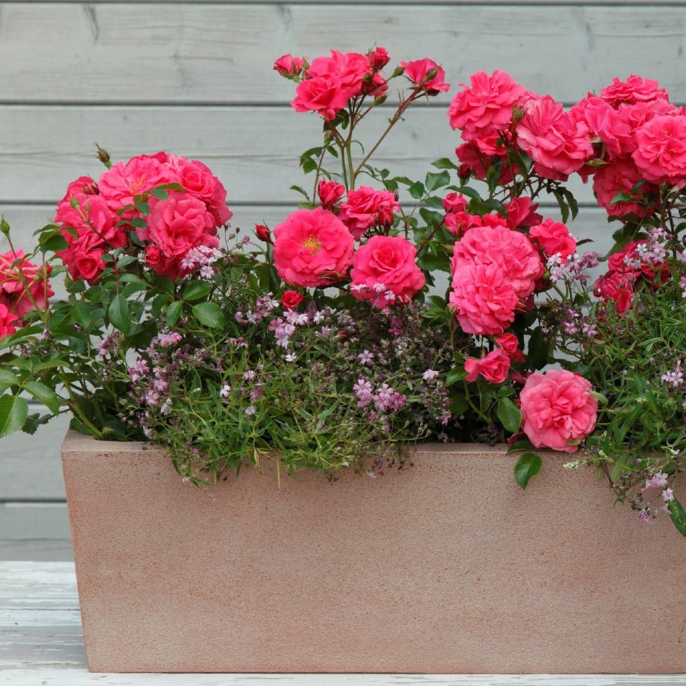 Trandafir Tufa roz-somon Bad Birnbach, inflorire repetata