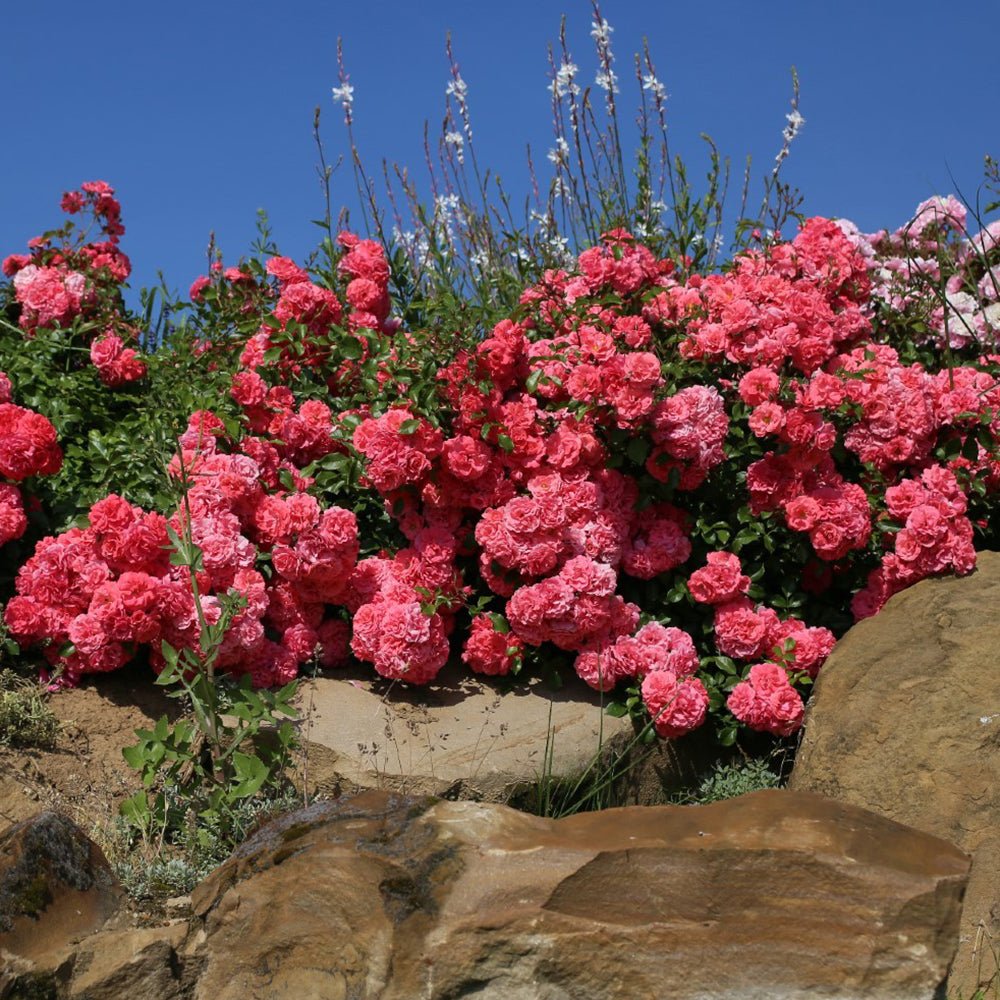 Trandafir Tufa roz-somon Bad Birnbach, inflorire repetata