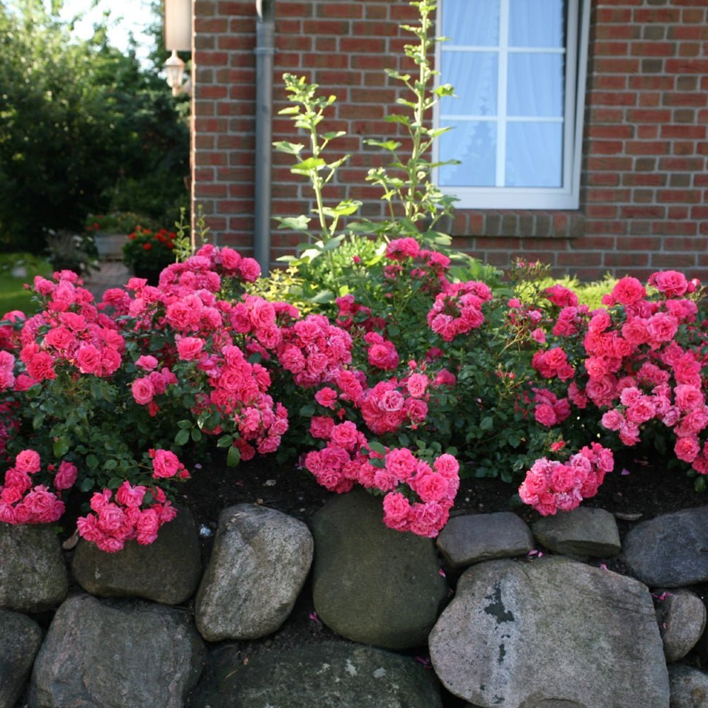 Trandafir Tufa roz-somon Bad Birnbach, inflorire repetata