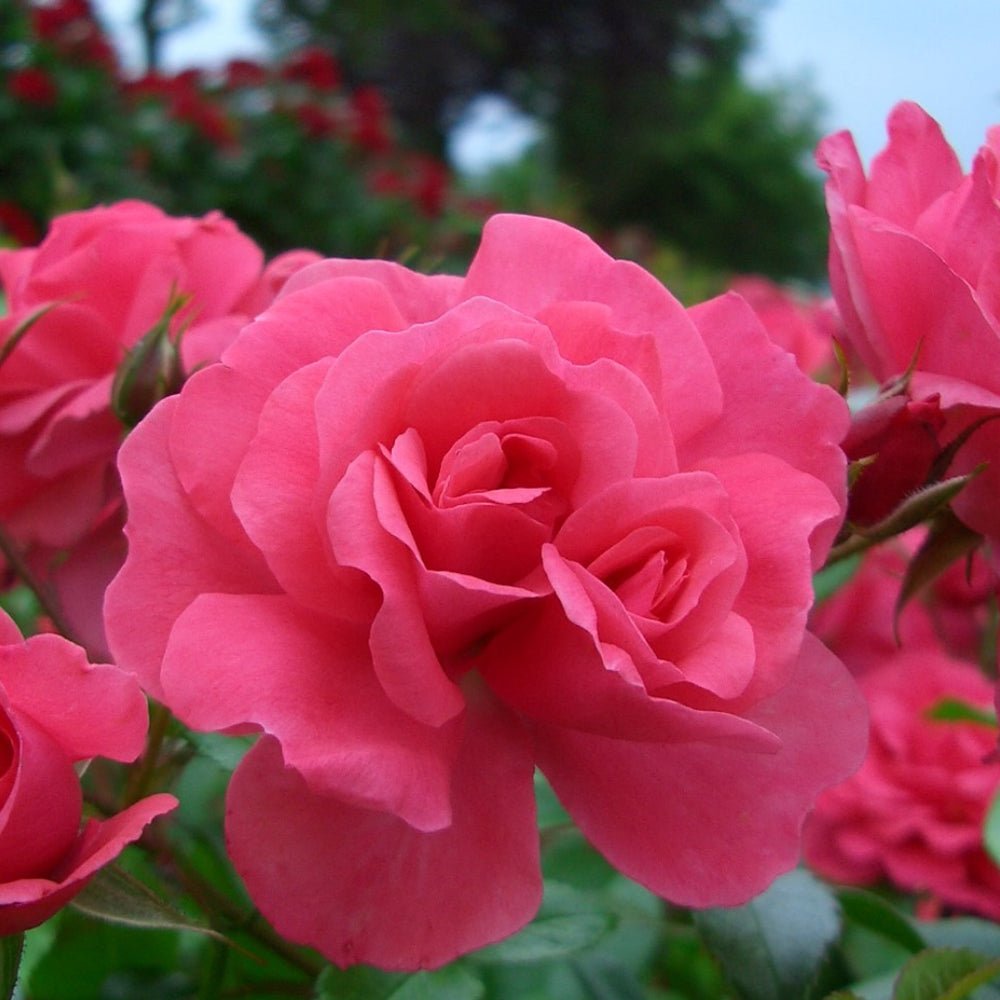 Trandafir Tufa roz-somon Bad Birnbach, inflorire repetata