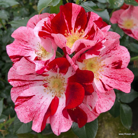 Trandafir Tufa Bicolor roz-rosu Simsalabim, inflorire repetata - VERDENA-livrat in ghiveci plant-o-fix de 2 l