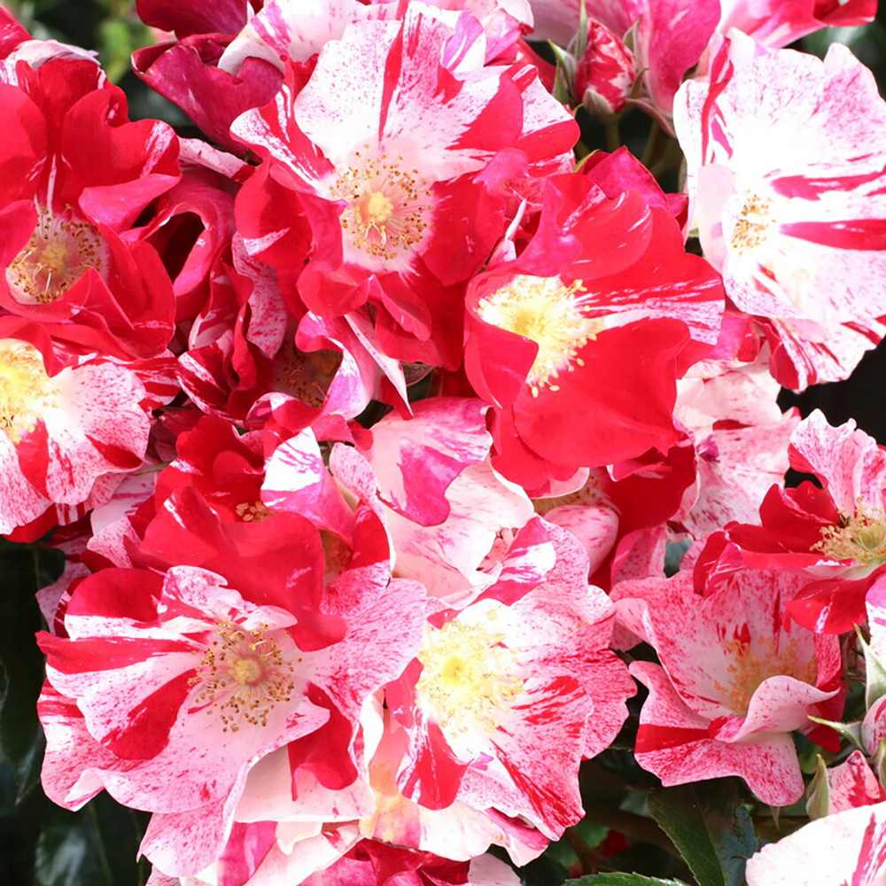 Trandafir Tufa Bicolor roz-rosu Simsalabim, inflorire repetata