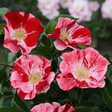 Trandafir Tufa Bicolor roz-rosu Simsalabim, inflorire repetata - VERDENA-livrat in ghiveci plant-o-fix de 2 l