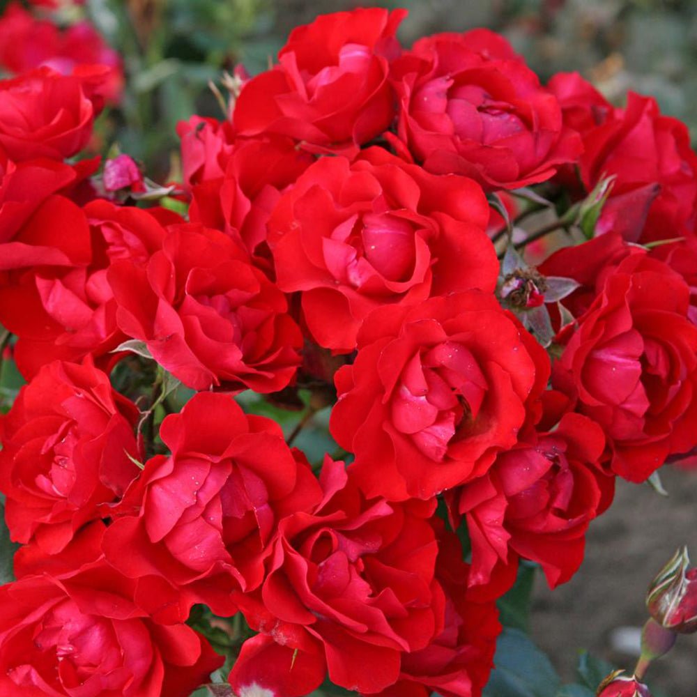 Trandafir Tufa Black Forest Rose - VERDENA-livrat in ghiveci plant-o-fix de 2 L