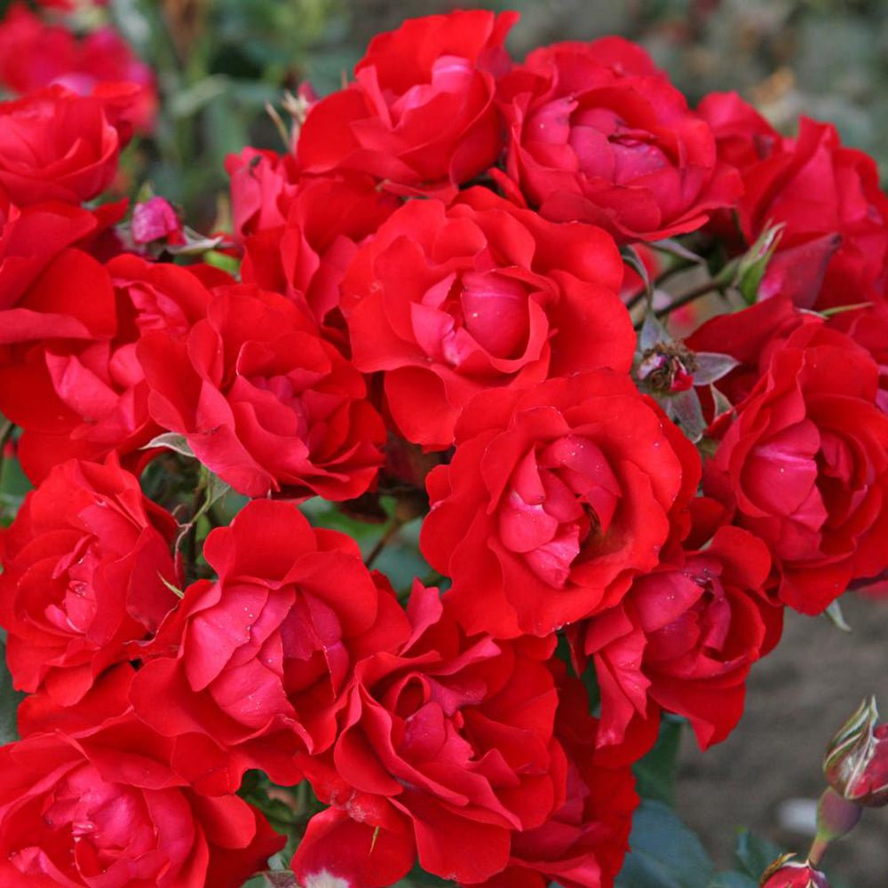 Trandafir Tufa rosu pur Black Forest Rose, inflorire repetata
