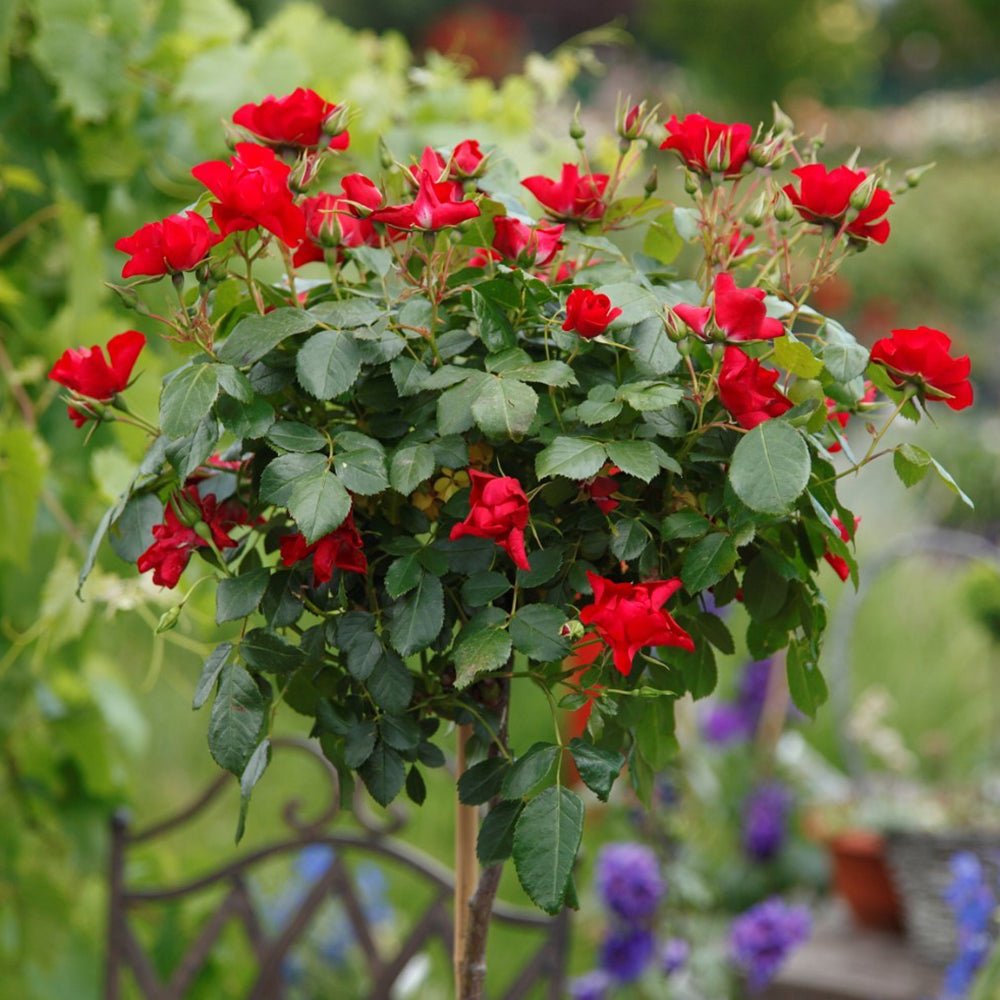 Trandafir Tufa rosu pur Black Forest Rose, inflorire repetata