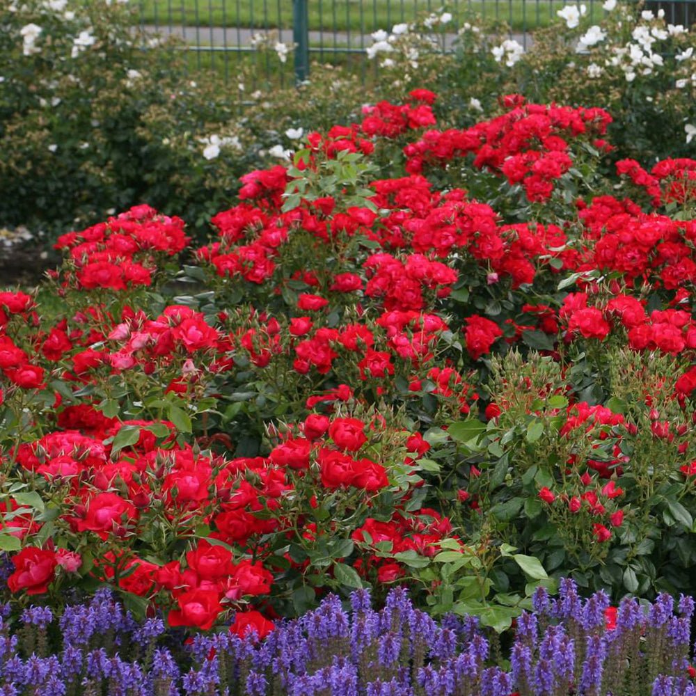 Trandafir Tufa rosu pur Black Forest Rose, inflorire repetata