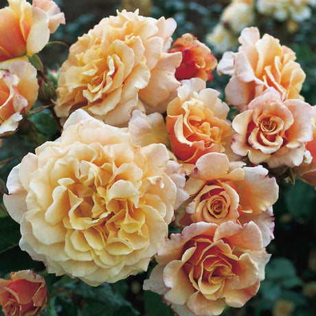 Trandafir Tufa Caramella - VERDENA-livrat in ghiveci plant-o-fix de 2L