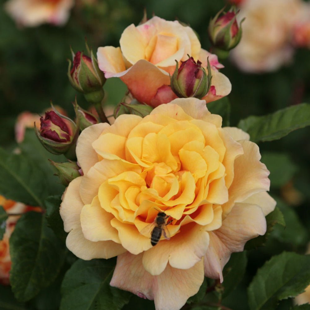 Trandafir Tufa galben-ambra Caramella, inflorire repetata