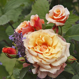 Trandafir Tufa Caramella - VERDENA-livrat in ghiveci plant-o-fix de 2L