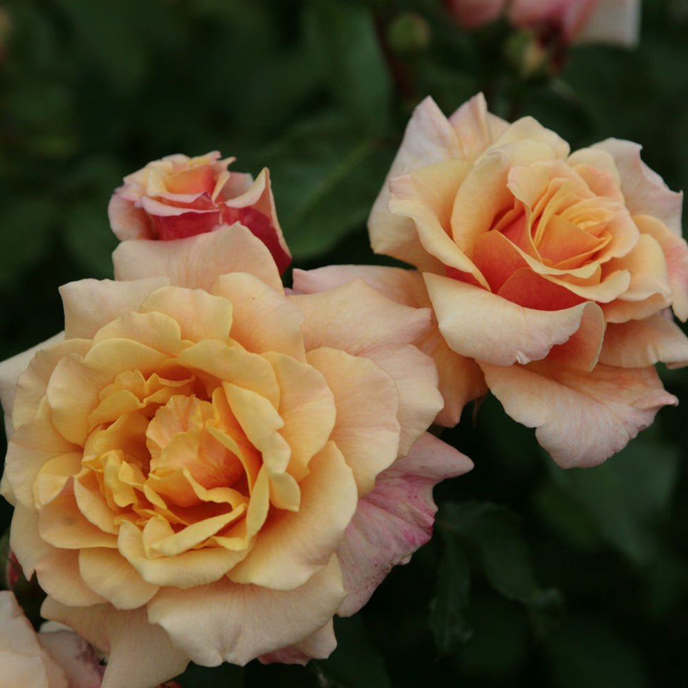 Trandafir Tufa galben-ambra Caramella, inflorire repetata