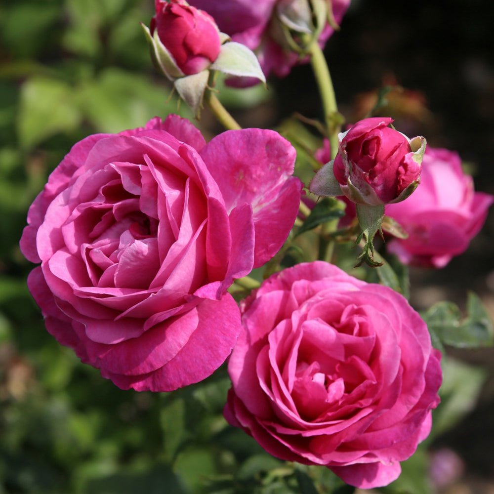 Trandafir Tufa violet-roz Carmen Wurth, parfum intens