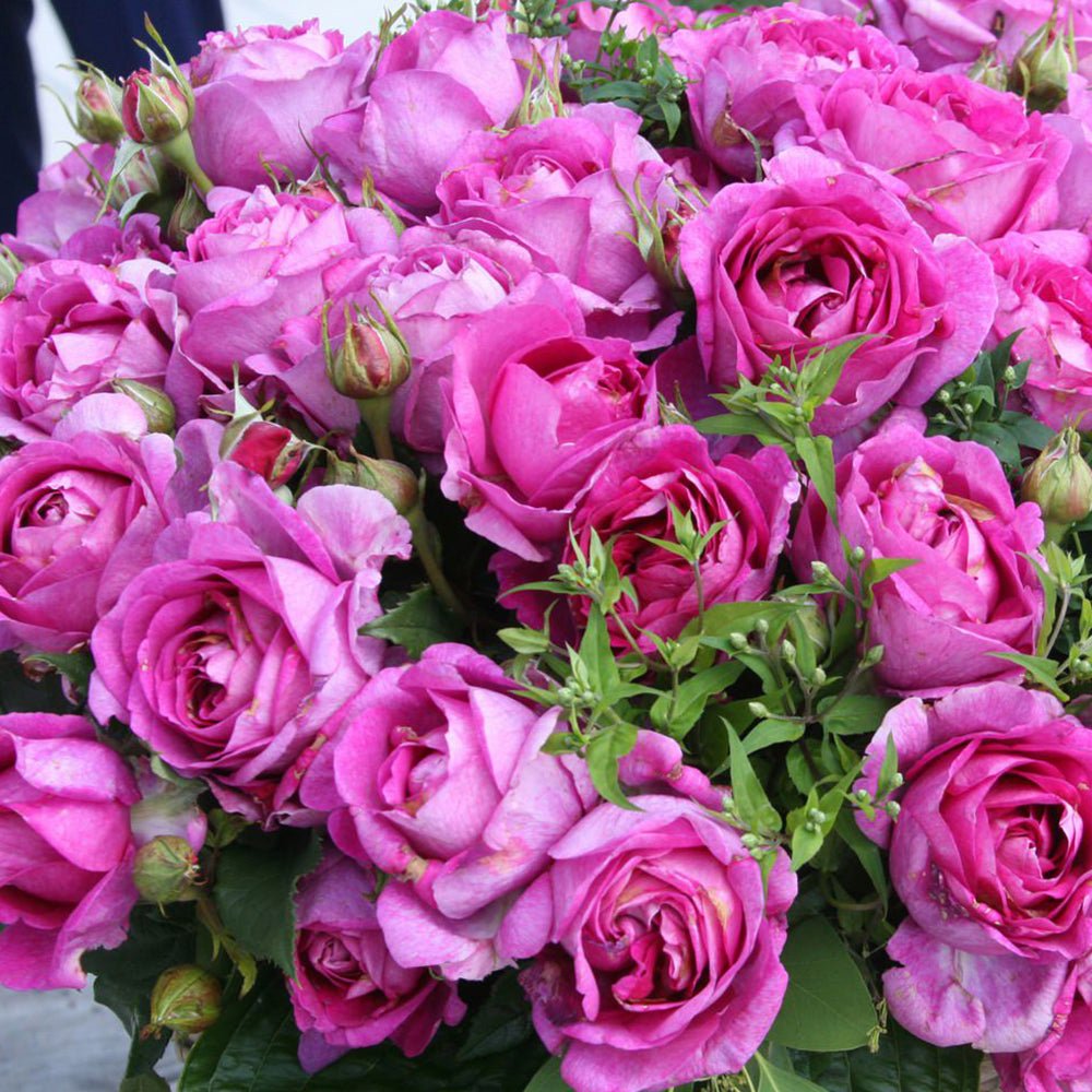 Trandafir Tufa violet-roz Carmen Wurth, parfum intens