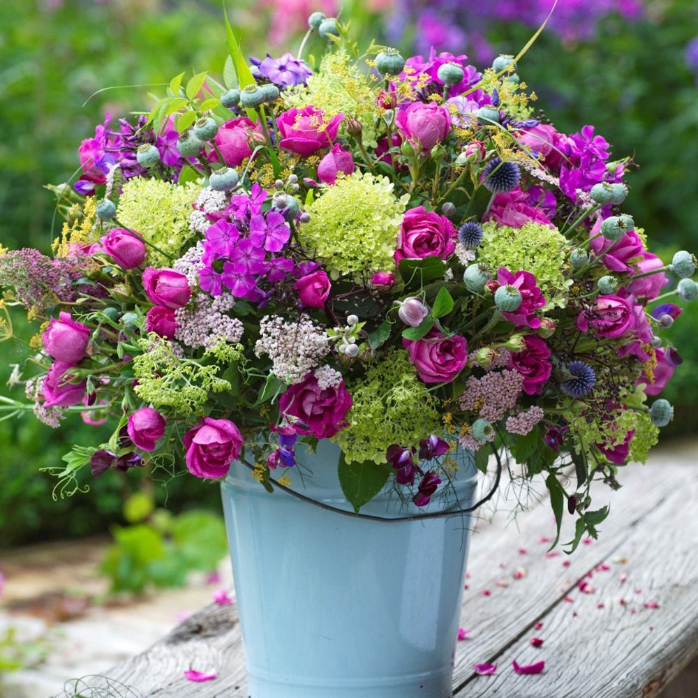 Trandafir Tufa violet-roz Carmen Wurth, parfum intens