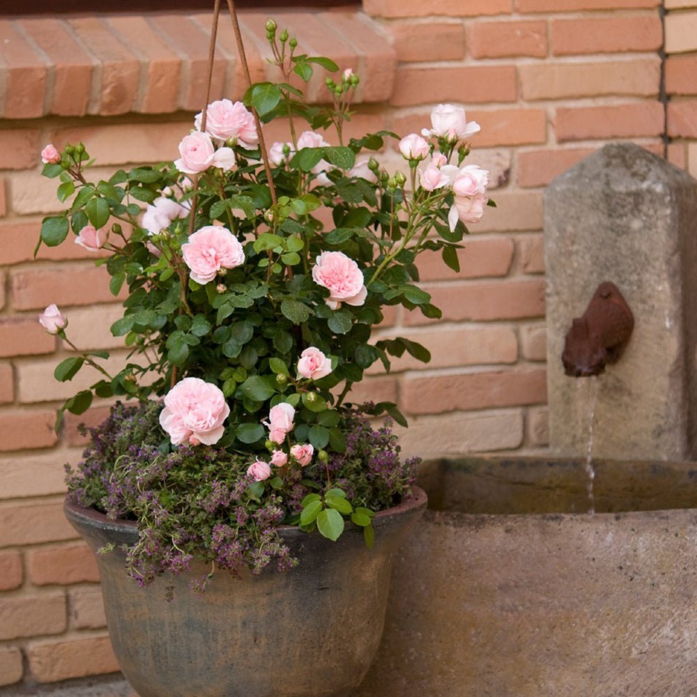 Trandafir Tufa roz Cinderella, parfum intens