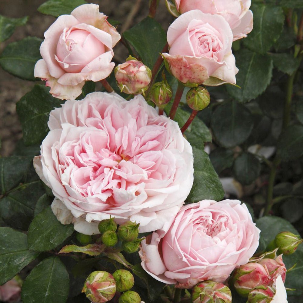 Trandafir Tufa roz Cinderella, parfum intens