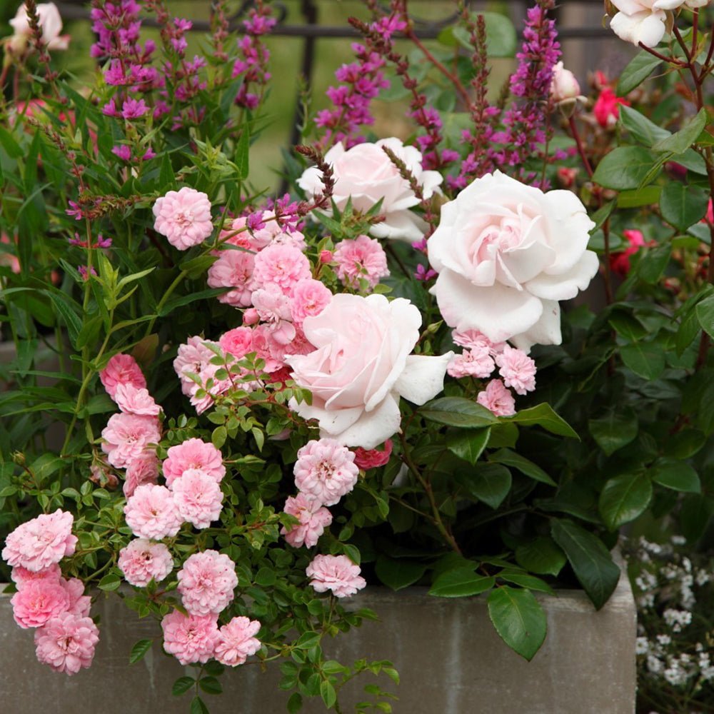 Trandafir Tufa roz-crem Constanze Mozart, parfum intens