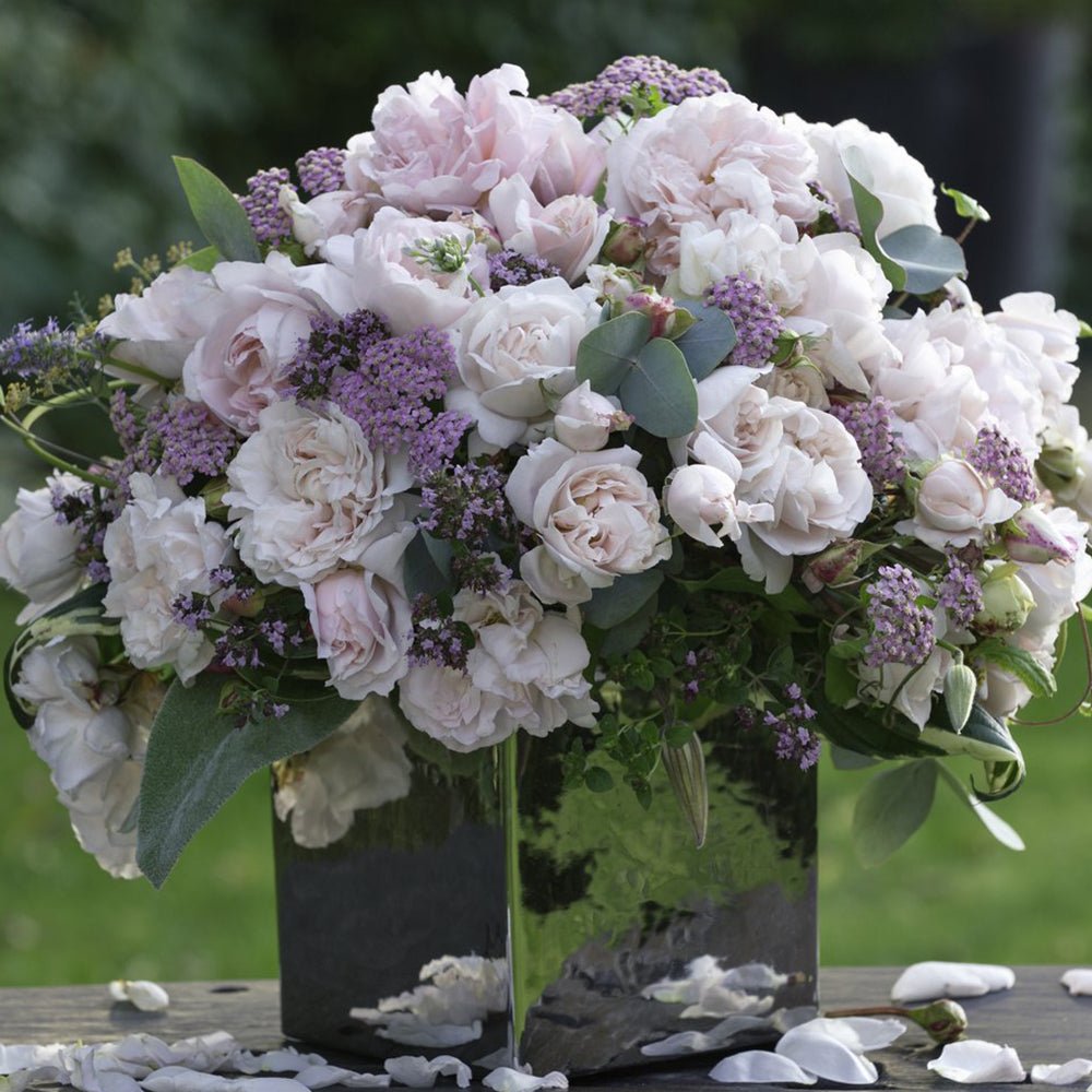 Trandafir Tufa roz-crem Constanze Mozart, parfum intens