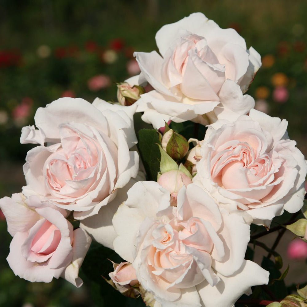 Trandafir Tufa roz-crem Constanze Mozart, parfum intens