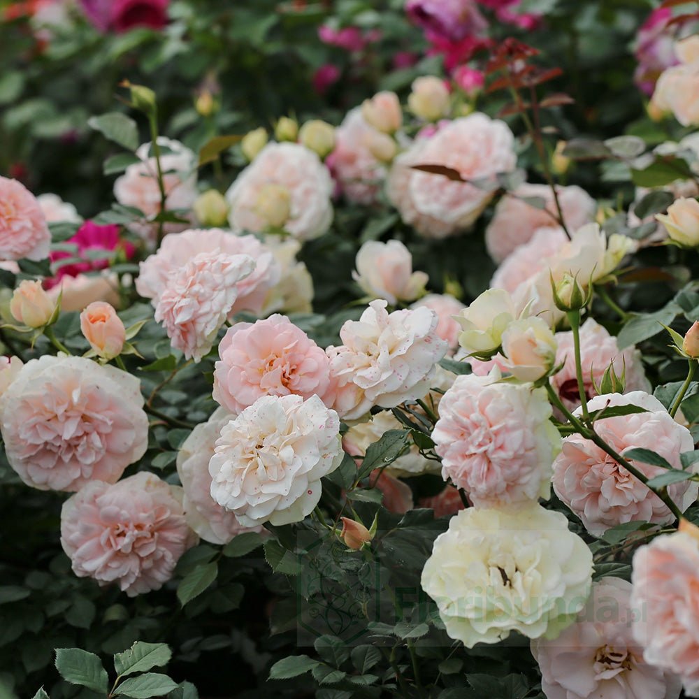 Trandafir Tufa crem-piersica Matthias Claudius Rose, parfum intens