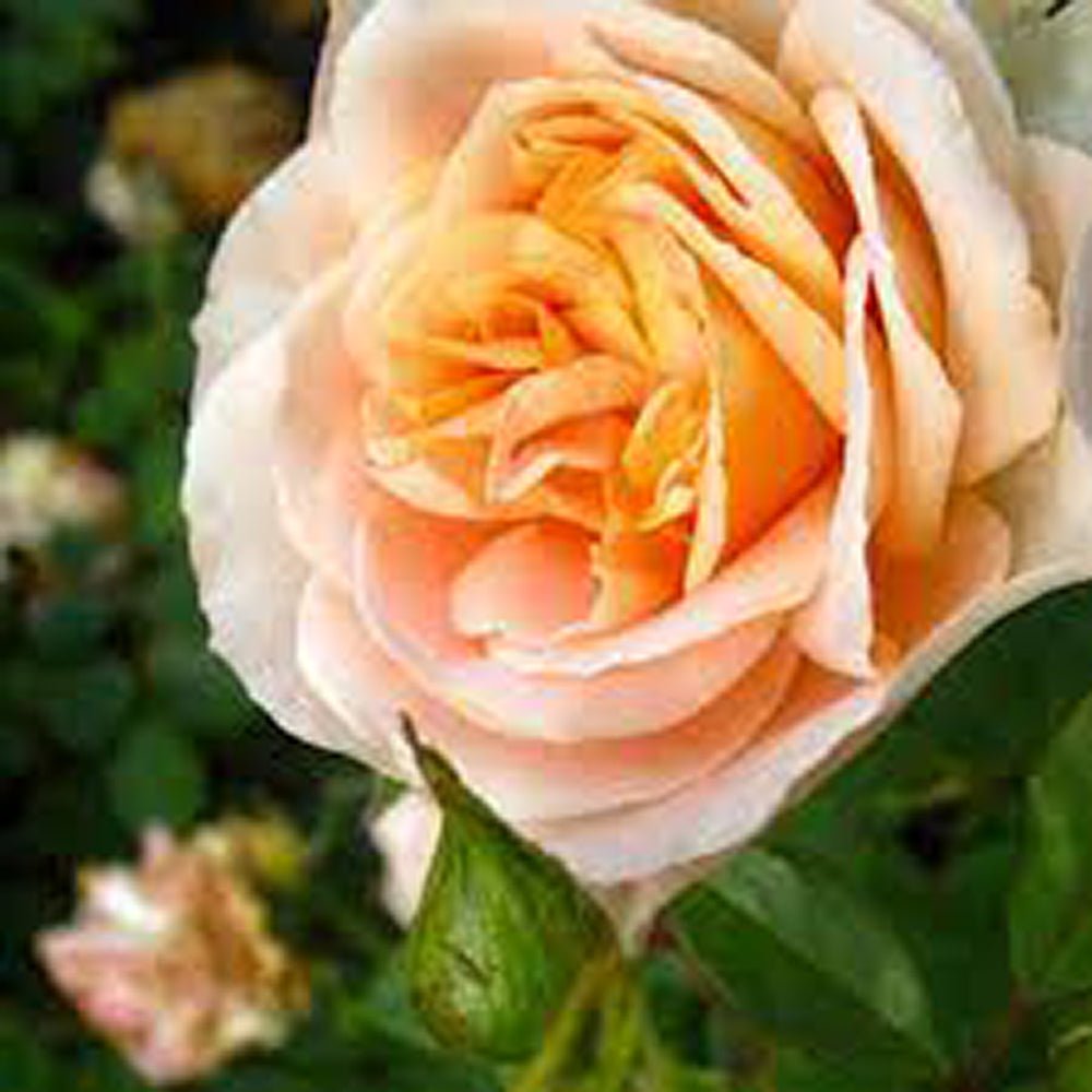 Trandafir Tufa crem-piersica Matthias Claudius Rose, parfum intens