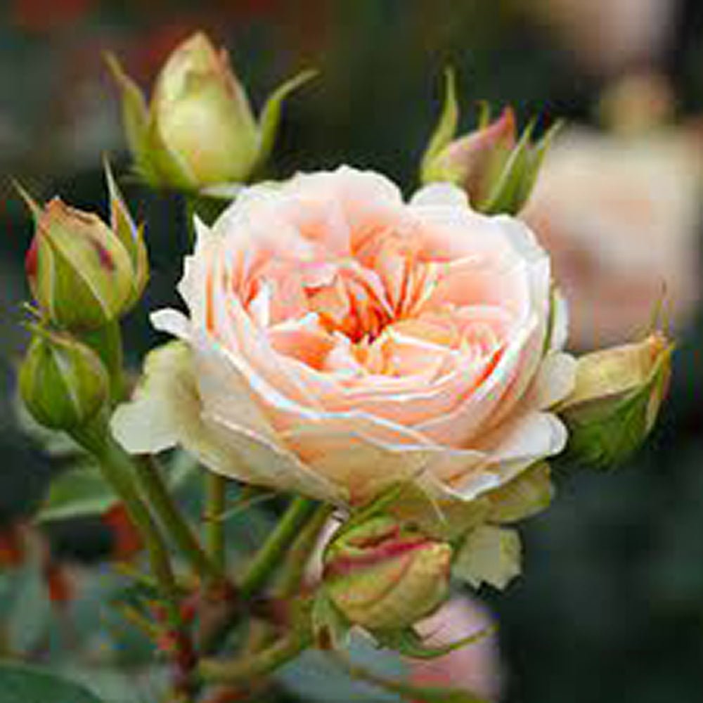 Trandafir Tufa crem-piersica Matthias Claudius Rose, parfum intens