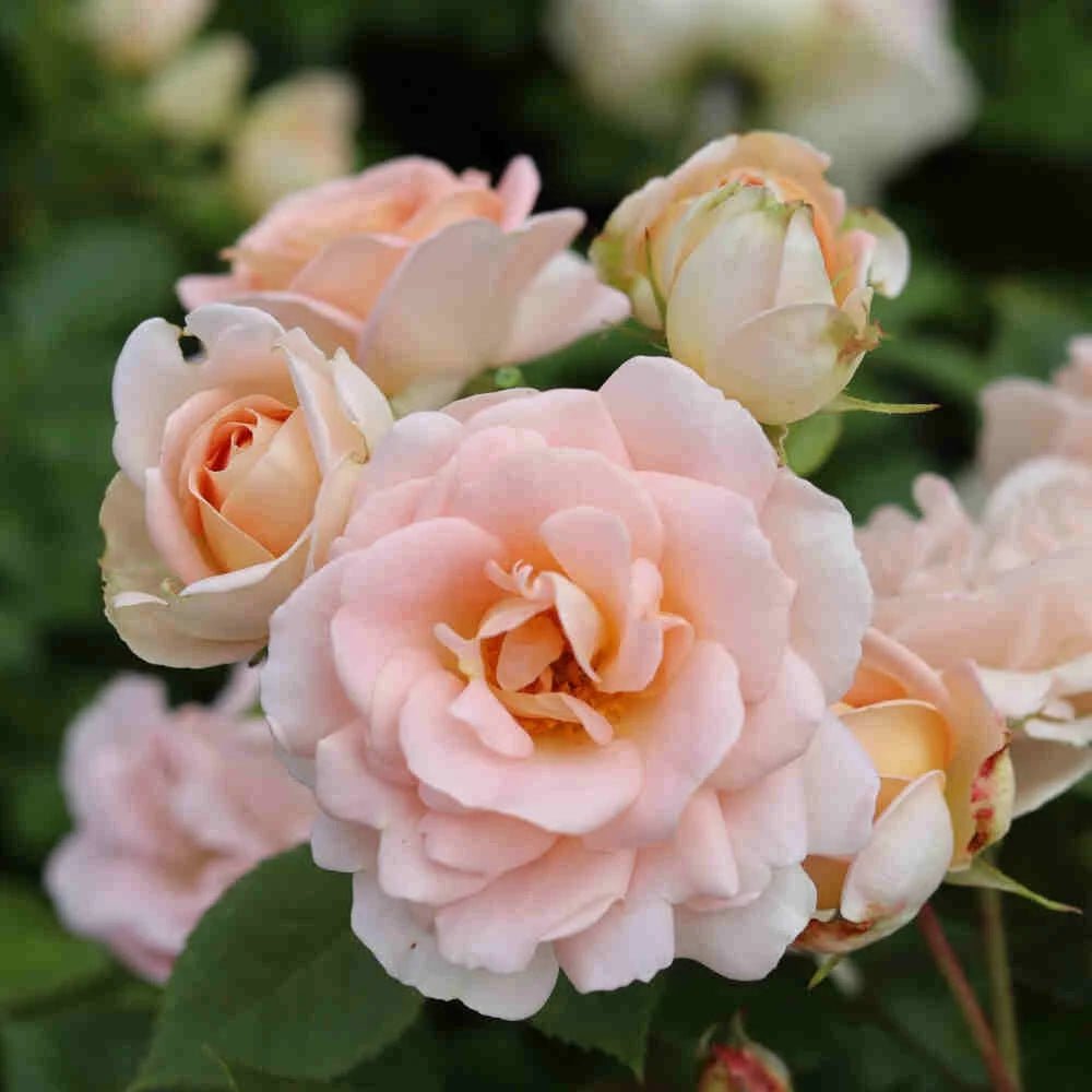 Trandafir Tufa crem-piersica Matthias Claudius Rose, parfum intens