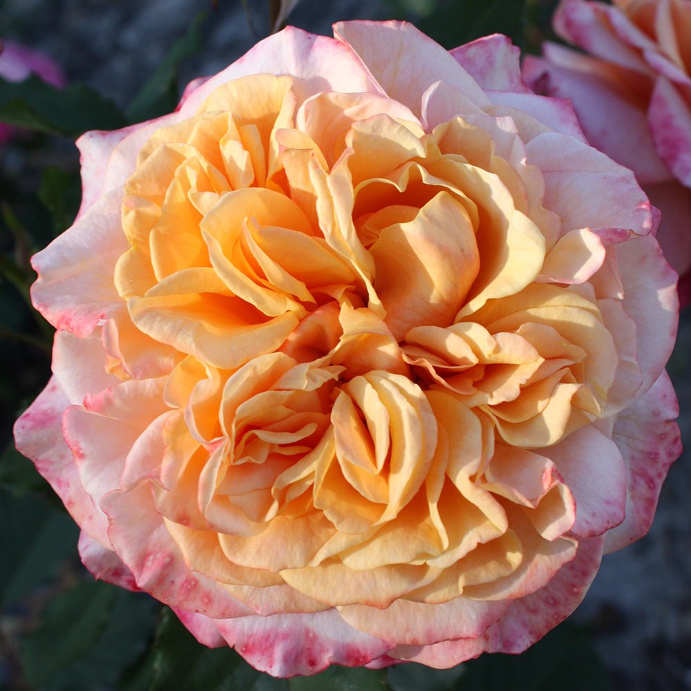 Trandafir Tufa cupru-portocaliu La Villa Cotta, inflorire repetata