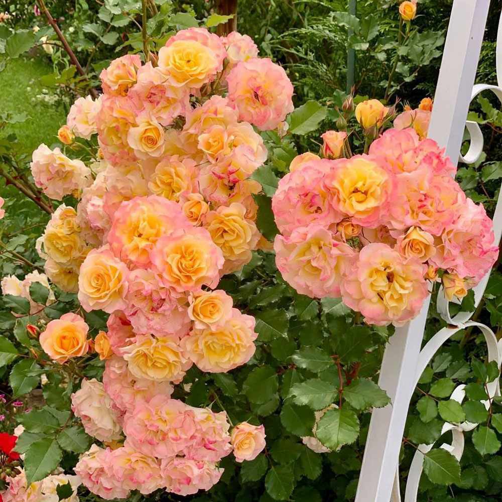 Trandafir Tufa cupru-portocaliu La Villa Cotta, inflorire repetata