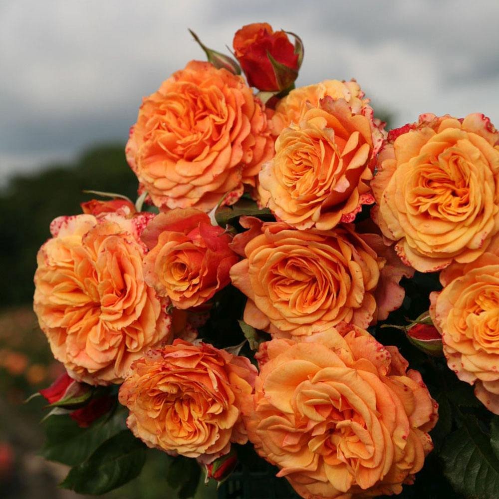 Trandafir Tufa cupru-portocaliu La Villa Cotta, inflorire repetata