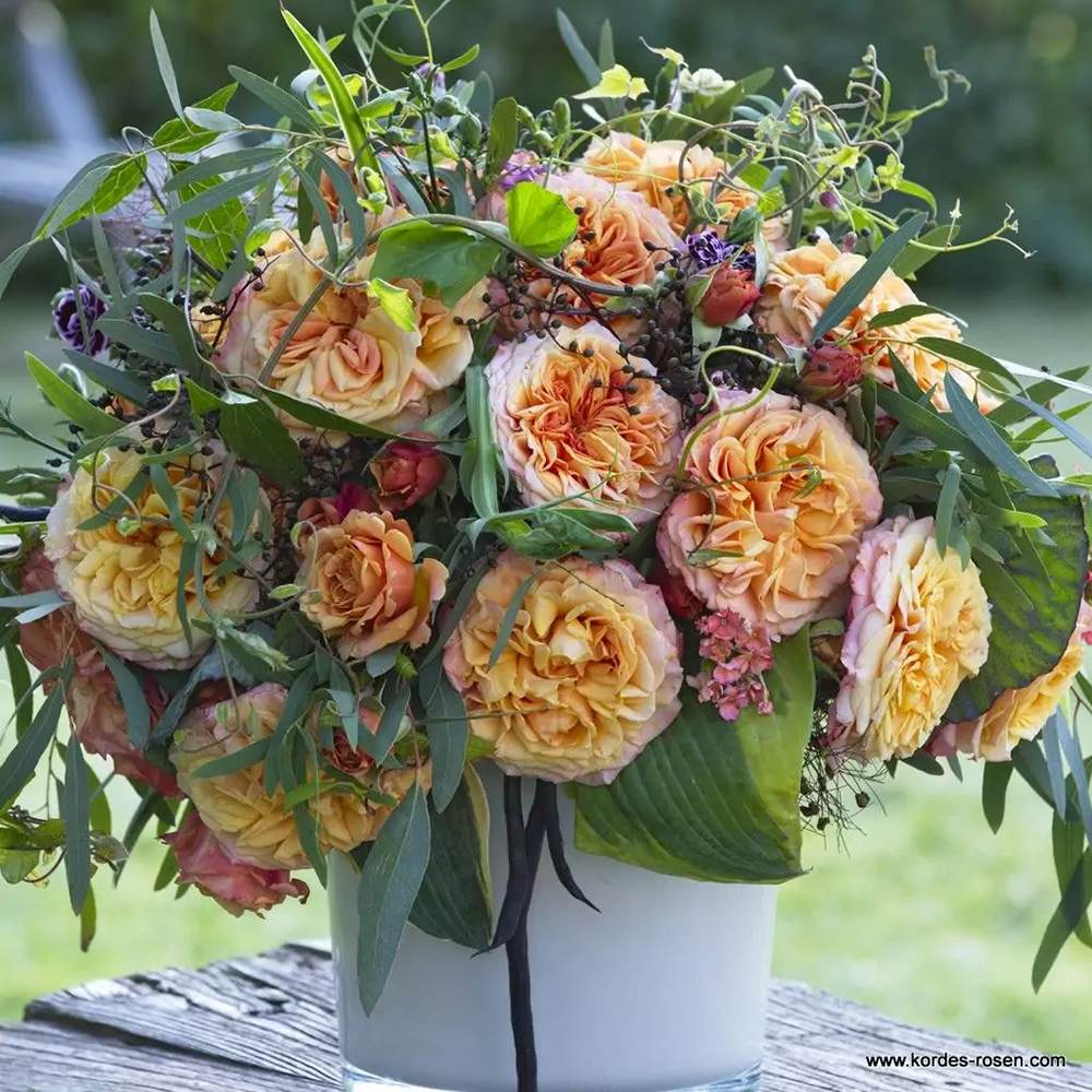 Trandafir Tufa cupru-portocaliu La Villa Cotta, inflorire repetata