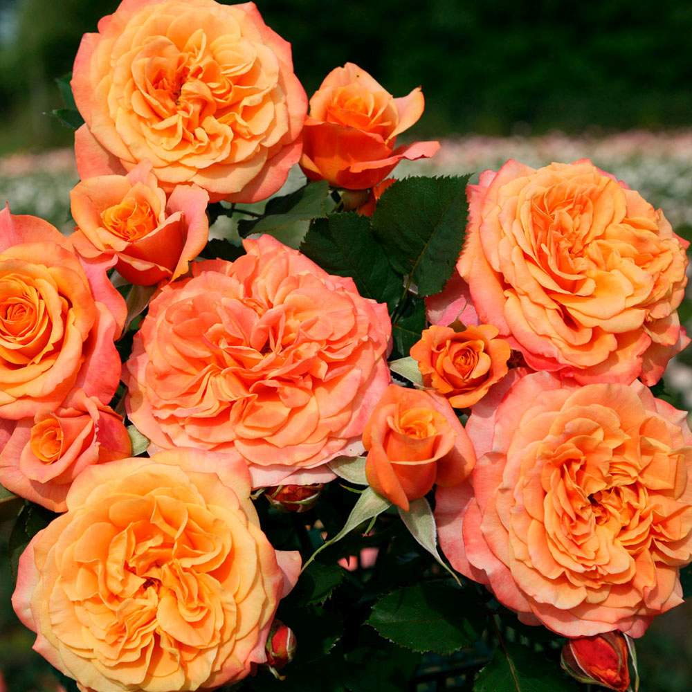 Trandafir Tufa cupru-portocaliu La Villa Cotta, inflorire repetata