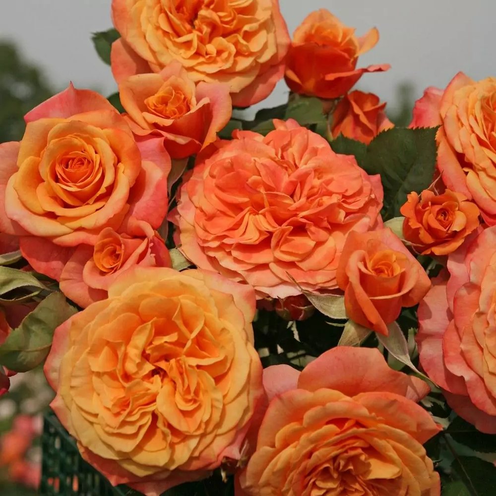 Trandafir Tufa cupru-portocaliu La Villa Cotta, inflorire repetata