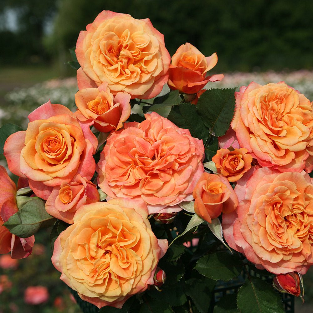 Trandafir Tufa cupru-portocaliu La Villa Cotta, inflorire repetata