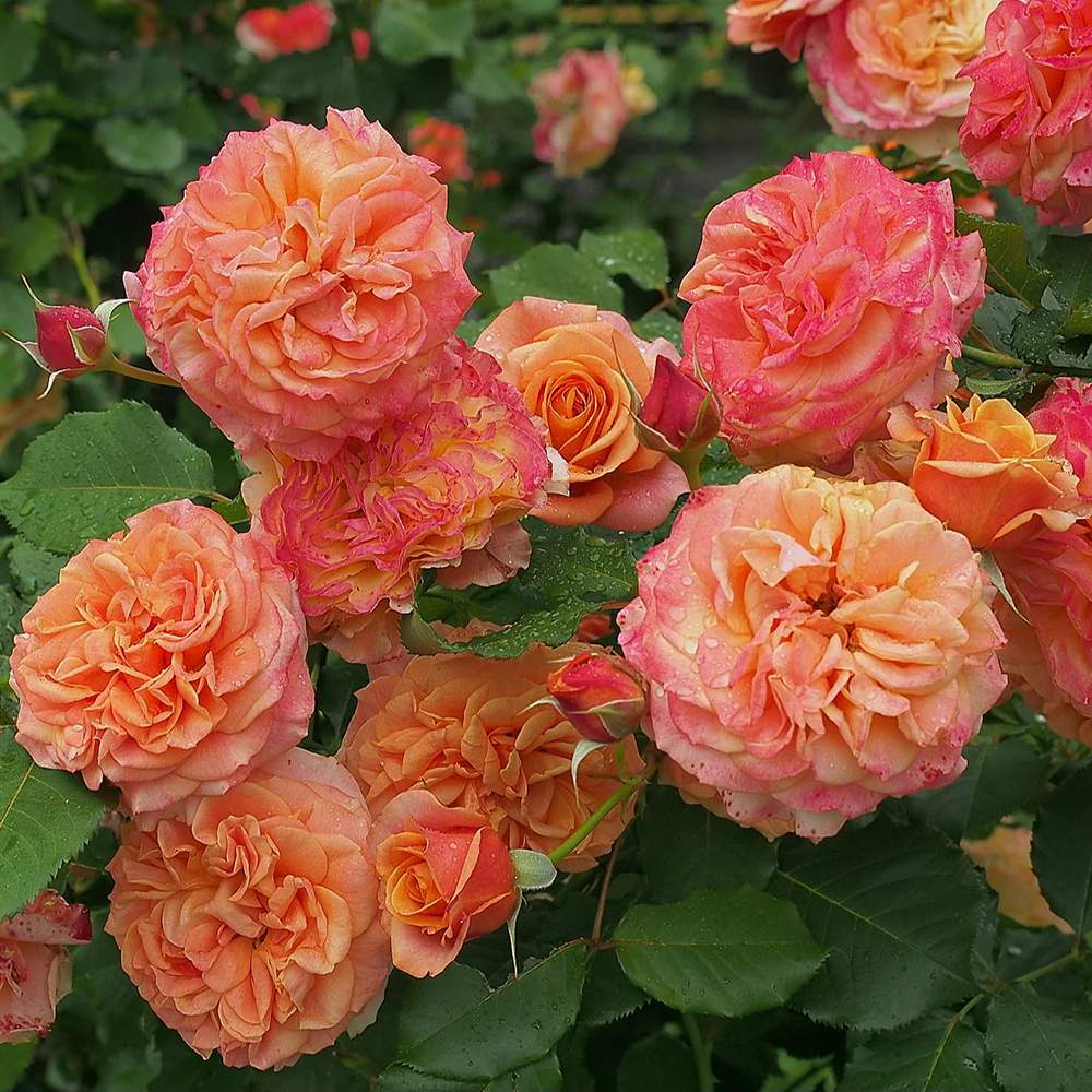 Trandafir Tufa cupru-portocaliu La Villa Cotta, inflorire repetata