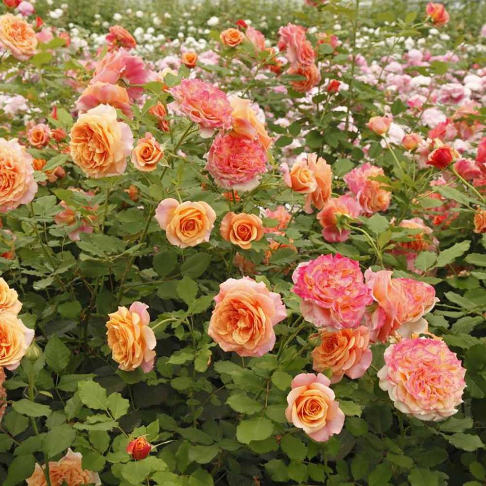 Trandafir Tufa cupru-portocaliu La Villa Cotta, inflorire repetata