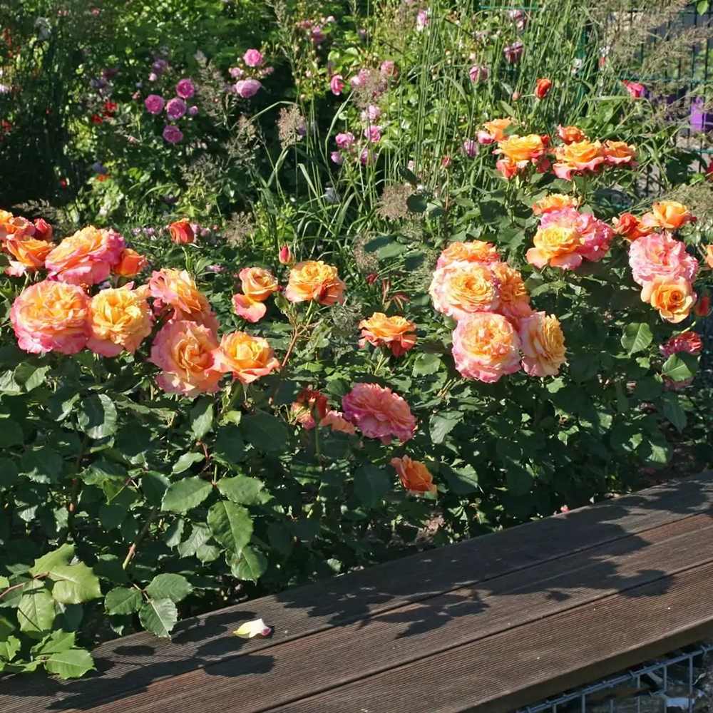 Trandafir Tufa cupru-portocaliu La Villa Cotta, inflorire repetata