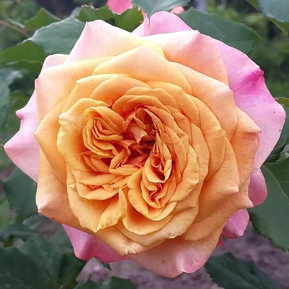 Trandafir Tufa cupru-portocaliu La Villa Cotta, inflorire repetata - VERDENA-livrat in ghiveci plant-o-fix de 2 l