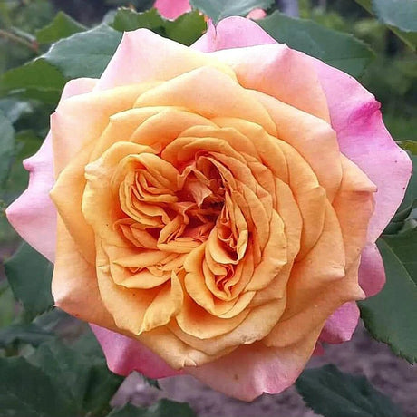Trandafir Tufa cupru-portocaliu La Villa Cotta, inflorire repetata - VERDENA-livrat in ghiveci plant-o-fix de 2 l