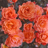 Trandafir Tufa cupru-portocaliu Westerland, parfum intens - VERDENA-livrat in ghiveci plant-o-fix de 2 l
