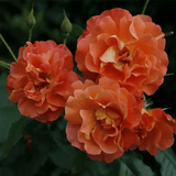 Trandafir Tufa cupru-portocaliu Westerland, parfum intens - VERDENA-livrat in ghiveci plant-o-fix de 2 l