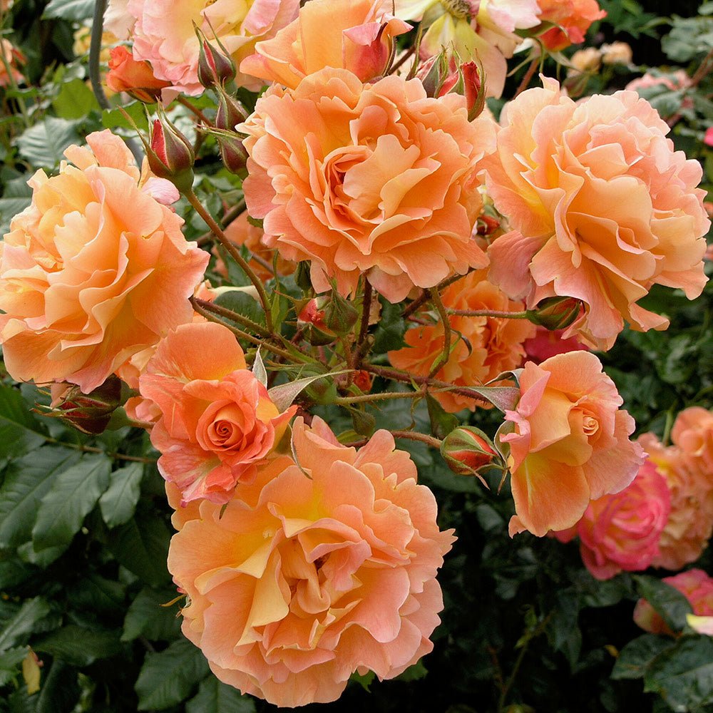 Trandafir Tufa cupru-portocaliu Westerland, parfum intens