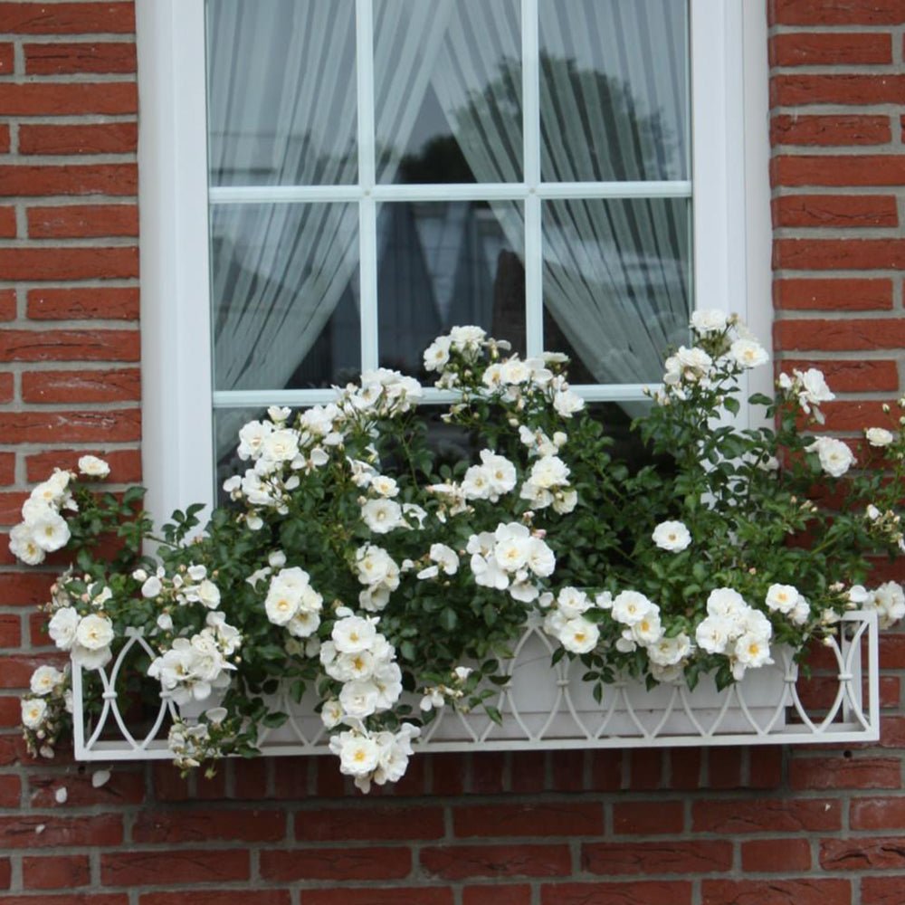 Trandafir Tufa alb Diamant, inflorire repetata