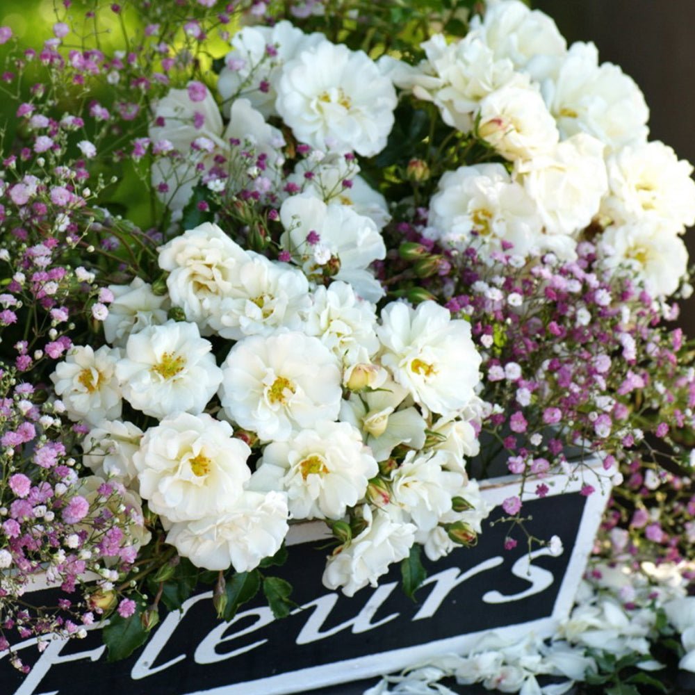 Trandafir Tufa alb Diamant, inflorire repetata